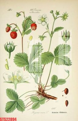 File tranh Tranh sơn dầu phương tây tổng hợp STS22894 (gốc) chủ đề thiên nhiên