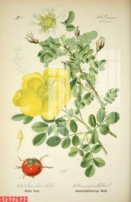 File tranh Tranh sơn dầu phương tây tổng hợp STS22933 (file gốc) chuẩn màu in