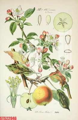 Tải file Tranh sơn dầu phương tây tổng hợp STS22946 (ảnh gốc) in tranh kính