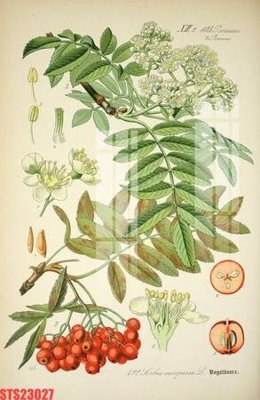 Tải file gốc Tranh sơn dầu phương tây tổng hợp STS23027 (in khổ lớn) không mờ