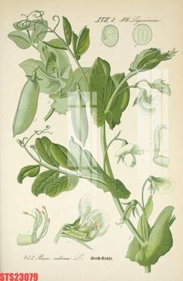 Chi tiết file gốc Tranh sơn dầu phương tây tổng hợp STS23079 (cho in tráng gương)