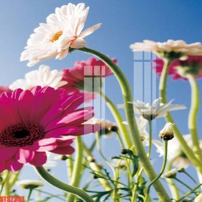 File gốc Tranh sơn dầu phương tây tổng hợp STS2353 (in lụa) tranh phong thủy