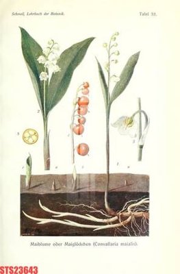 File in trần Tranh sơn dầu phương tây tổng hợp STS23643 (bản gốc) phong cảnh