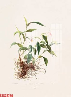 File ảnh Tranh sơn dầu phương tây tổng hợp STS23739 (gốc) in Hiflex