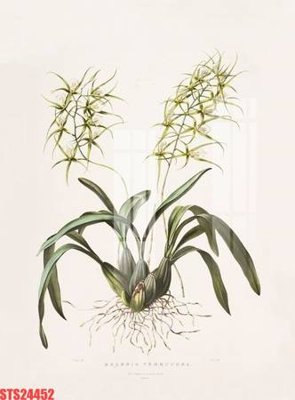 Tải file Tranh sơn dầu phương tây tổng hợp STS24452 (gốc) làm tranh trang trí