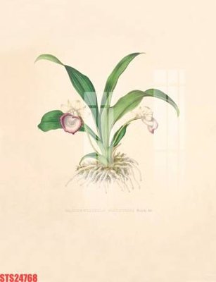 Mua file gốc Tranh sơn dầu phương tây tổng hợp STS24768 (in ấn) tại Filetranh.com