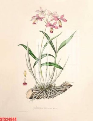 File tranh quảng cáo Tranh sơn dầu phương tây tổng hợp STS24944 (file gốc) chuyên nghiệp