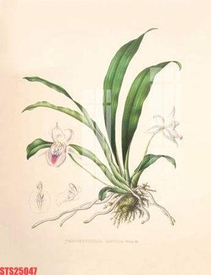 Tải file Tranh sơn dầu phương tây tổng hợp STS25047 (gốc) làm tranh treo tường