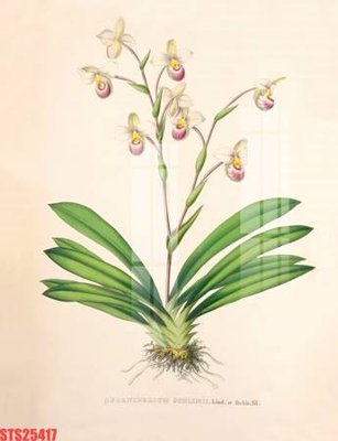 Download file gốc Tranh sơn dầu phương tây tổng hợp STS25417 (in mica) logo