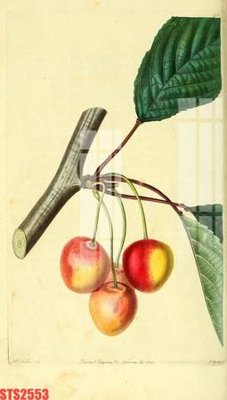 File gốc Tranh sơn dầu phương tây tổng hợp STS2553 (phong cách) châu Âu