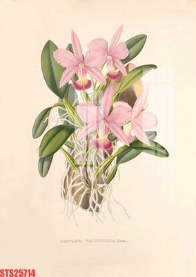 File ảnh Tranh sơn dầu phương tây tổng hợp STS25714 (gốc) in backdrop sự kiện