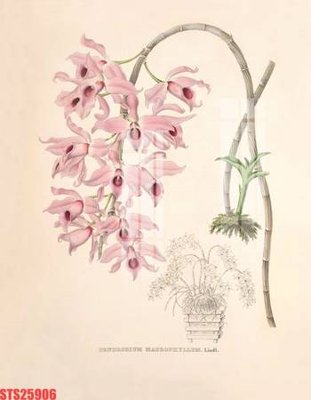 File tranh Tranh sơn dầu phương tây tổng hợp STS25906 (bản gốc) in lụa 5D