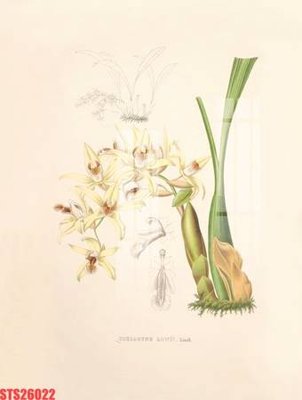 File tranh gốc Tranh sơn dầu phương tây tổng hợp STS26022 (bản quyền) Filetranh.com