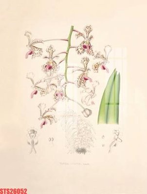 Download file Tranh sơn dầu phương tây tổng hợp STS26052 (gốc) in mica đèn LED