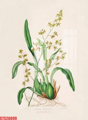 Tệp tin gốc Tranh sơn dầu phương tây tổng hợp STS26099 (chất lượng cao) Tranh sơn dầu phương tây tổng hợp STS26099