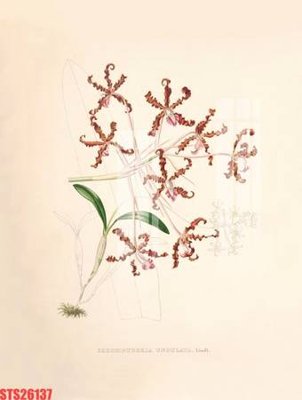 Tải file Tranh sơn dầu phương tây tổng hợp STS26137 (ảnh gốc) file TIFF