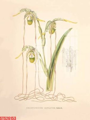 Tải file gốc Tranh sơn dầu phương tây tổng hợp STS26153 (in khổ lớn) không mờ