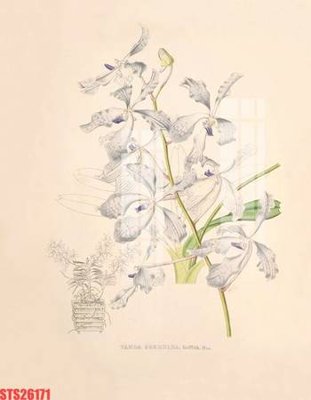 File tranh gốc PSD Tranh sơn dầu phương tây tổng hợp STS26171 còn nguyên layer