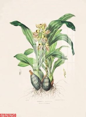 Tải file Tranh sơn dầu phương tây tổng hợp STS26250 (gốc) in ấn chất lượng