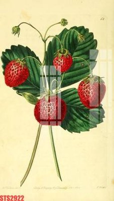 Tệp tin gốc Tranh sơn dầu phương tây tổng hợp STS2922 (dùng cho in) Tranh sơn dầu phương tây tổng hợp STS2922