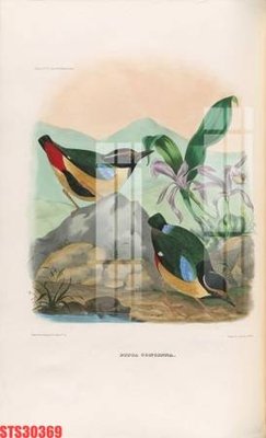 File tranh Tranh sơn dầu phương tây tổng hợp STS30369 (gốc) chủ đề trừu tượng