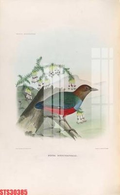 Ảnh gốc Tranh sơn dầu phương tây tổng hợp STS30385 (siêu chi tiết) để in ấn