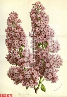 Download file ảnh gốc Tranh sơn dầu phương tây tổng hợp STS31273 để in ấn