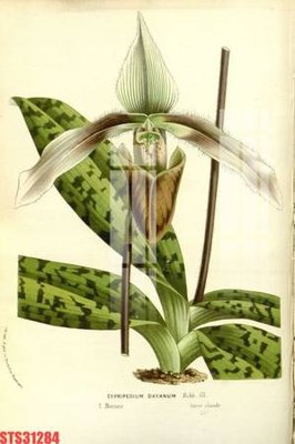 File in trần Tranh sơn dầu phương tây tổng hợp STS31284 (bản gốc 3D) sống động