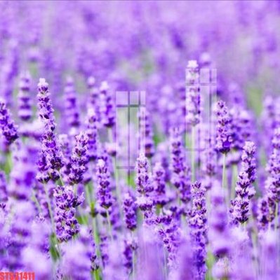 File gốc Tranh sơn dầu phương tây tổng hợp STS31411 (in mica) làm quà tặng