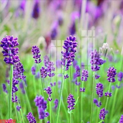 Tệp tin gốc Tranh sơn dầu phương tây tổng hợp STS31412 (dùng cho in ấn) chuyên nghiệp