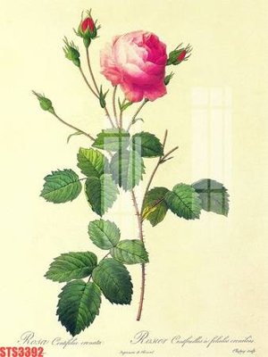 File in ấn Tranh sơn dầu phương tây tổng hợp STS3392 (bản gốc) từ file gốc