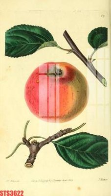 File ảnh Tranh sơn dầu phương tây tổng hợp STS3622 (gốc) in Hiflex