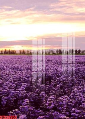 File ảnh Tranh sơn dầu phương tây tổng hợp STS39353 (gốc) in standee