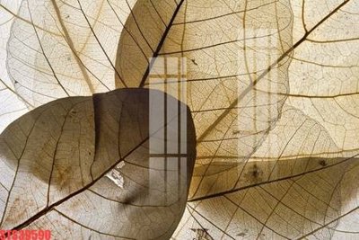 Download file gốc Tranh sơn dầu phương tây tổng hợp STS39590 (in lụa) hoa lá