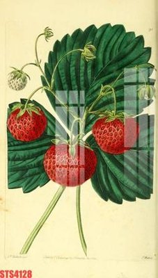 File tranh Tranh sơn dầu phương tây tổng hợp STS4128 (gốc) chủ đề trẻ em