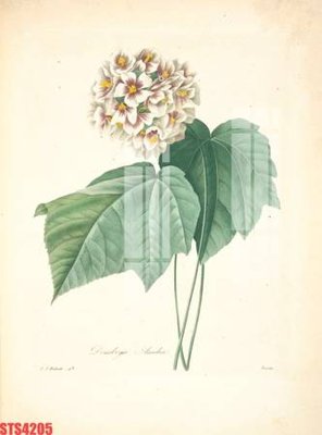 File tranh gốc Tranh sơn dầu phương tây tổng hợp STS4205 (bản đẹp) độc quyền