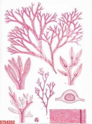 Download file Tranh sơn dầu phương tây tổng hợp STS4352 (chuẩn in) chất lượng cao