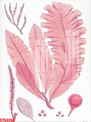 File gốc Tranh sơn dầu phương tây tổng hợp STS4358 (in tráng gương) ốp tường