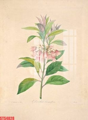 File gốc Tranh sơn dầu phương tây tổng hợp STS4828 (in tráng gương) ốp tường