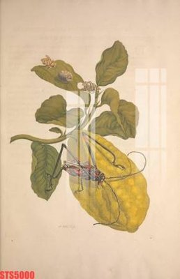 File tranh gốc Tranh sơn dầu phương tây tổng hợp STS5000 (bản quyền) file PSD