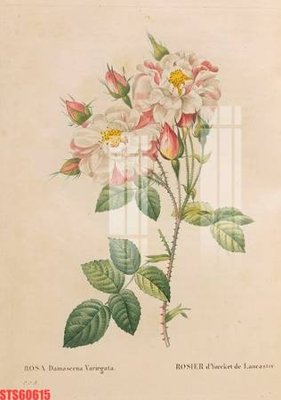 File gốc Tranh sơn dầu phương tây tổng hợp STS60615 (trang trí) cho phòng khách