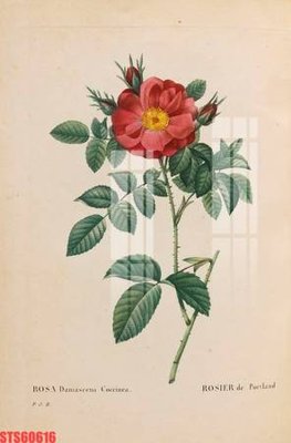 Tải file Tranh sơn dầu phương tây tổng hợp STS60616 (gốc) in nhanh