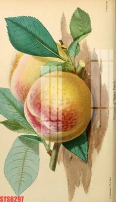 File PSD in ấn Tranh sơn dầu phương tây tổng hợp STS6297 (chất lượng cao)