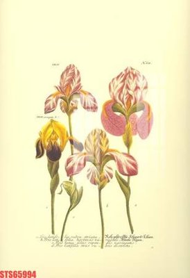 File tranh Tranh sơn dầu phương tây tổng hợp STS65994 (gốc) chủ đề tĩnh vật