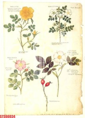 Tải file gốc Tranh sơn dầu phương tây tổng hợp STS66034 dùng cho in ấn