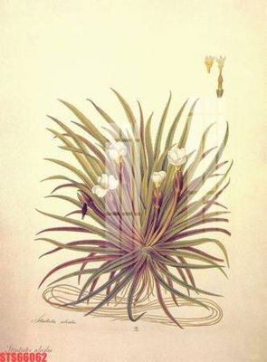 File in trần Tranh sơn dầu phương tây tổng hợp STS66062 (bản gốc) phong cảnh