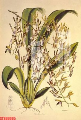 Mua file gốc Tranh sơn dầu phương tây tổng hợp STS66065 (PSD) tại Filetranh.com