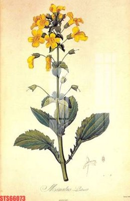 Download file Tranh sơn dầu phương tây tổng hợp STS66073 (gốc) cho xưởng in