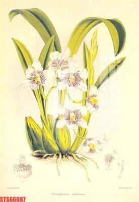 File in lụa Tranh sơn dầu phương tây tổng hợp STS66087 (tân cổ điển) Tranh sơn dầu phương tây tổng hợp STS66087