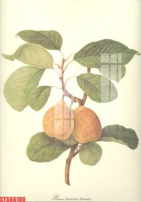 Tải file gốc Tranh sơn dầu phương tây tổng hợp STS66106 (in khổ lớn) không vỡ